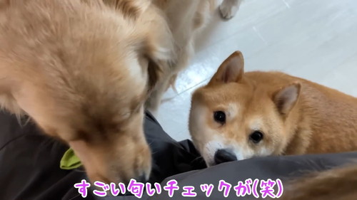 匂いを嗅ぐ犬