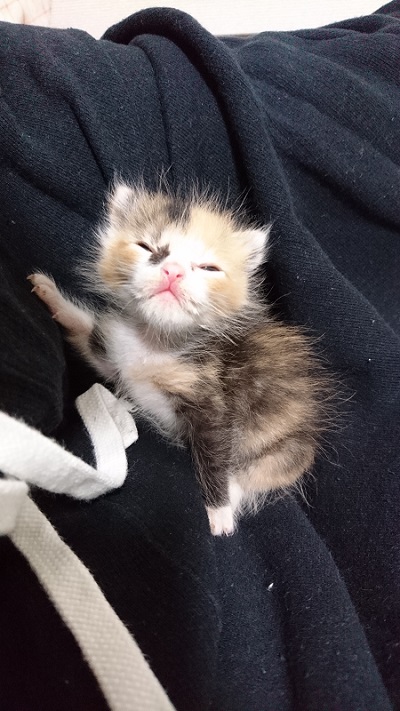 手のひらサイズの保護子猫