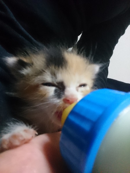 ミルク飲む保護子猫