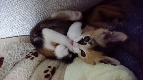 足をくわえる猫