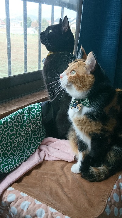 同居猫と保護猫