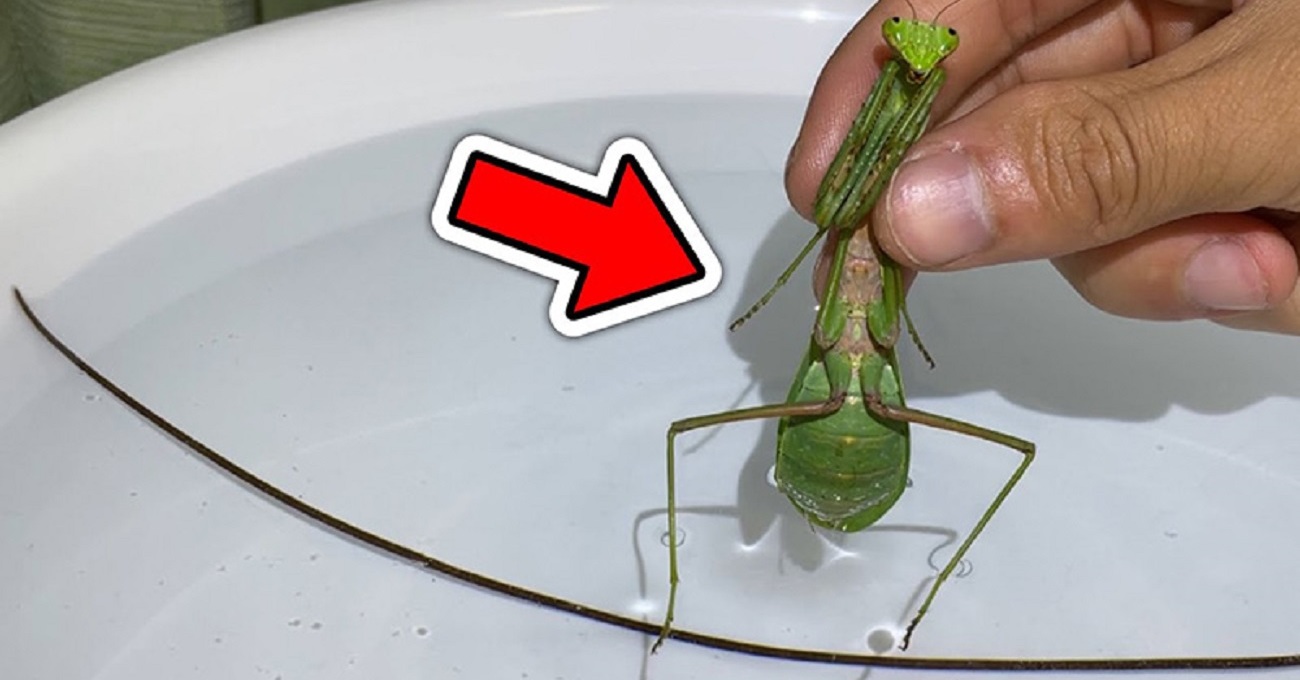 巨大な外来種カマキリを捕獲→身体検査してみたら……　体内から現れた、とんでもなくヤバイ見た目の寄生虫が面白い | ねとらぼ