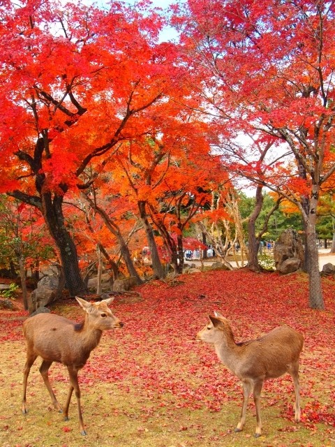 モミジと鹿の写真