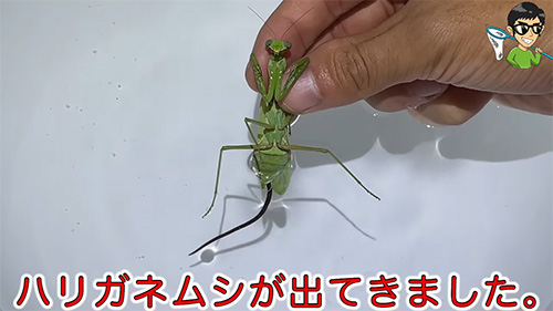 ハリガネムシが出てきました