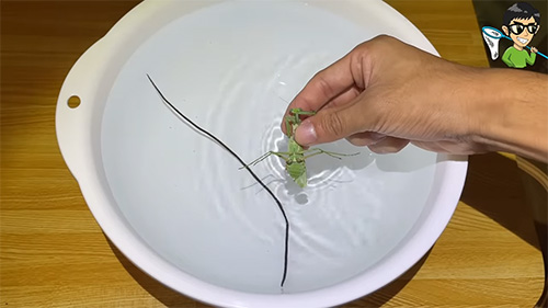 ハリガネムシとカマキリ