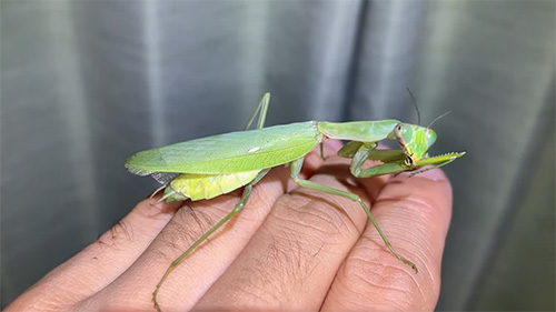 帰省されていたカマキリ
