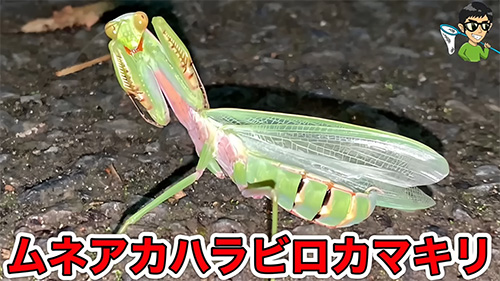ムネアカハラビロカマキリ