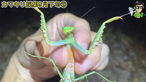 ムネアカハラビロカマキリ腹