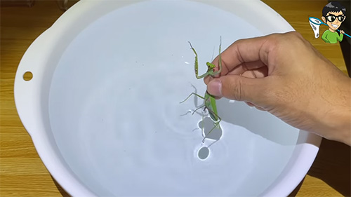 1匹目のムネアカハラビロカマキリオス