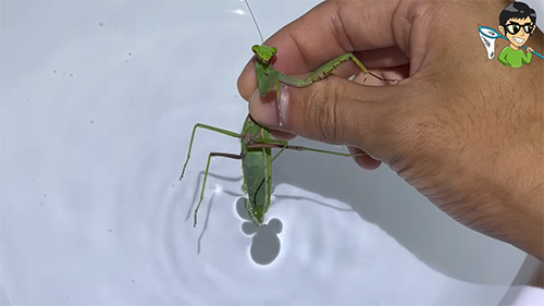 2匹目のムネアカハラビロカマキリオス