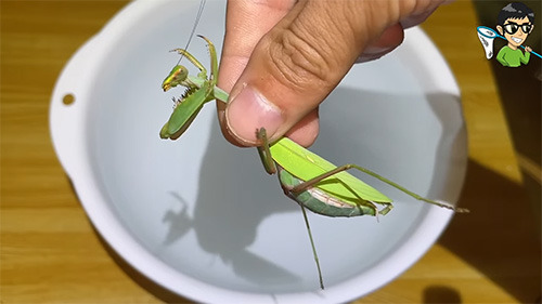 ムネアカハラビロカマキリメス1匹目