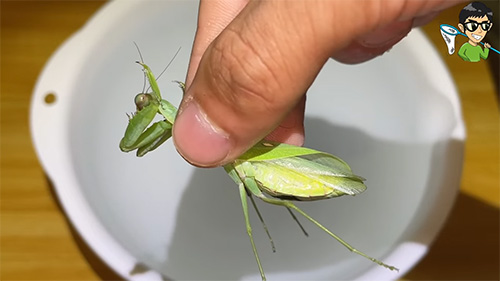 国産ハラビロカマキリ横