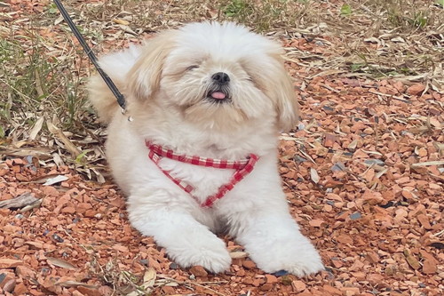 番犬みかんちゃん