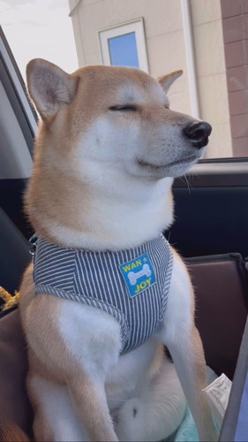 予防接種前のムクくん