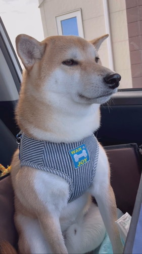 予防接種前のムクくん