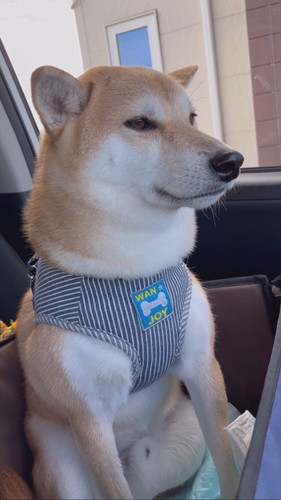 フルフルな柴犬