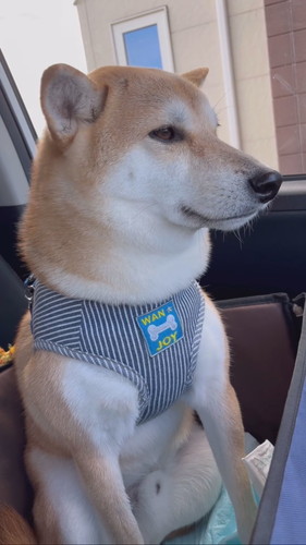 視線ぼんやり柴犬