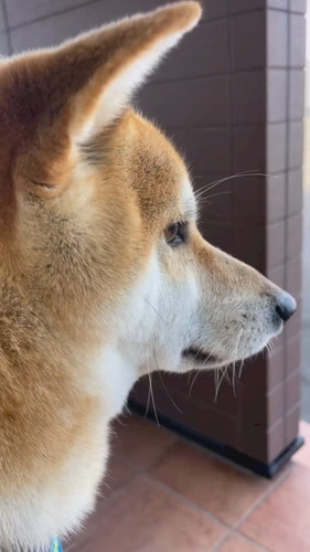 2022年予防接種前のムクくん