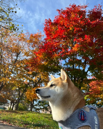 紅葉とムクくん