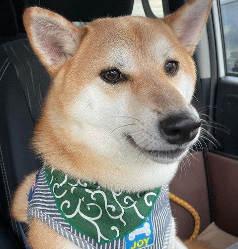 トリミングされるムクくん