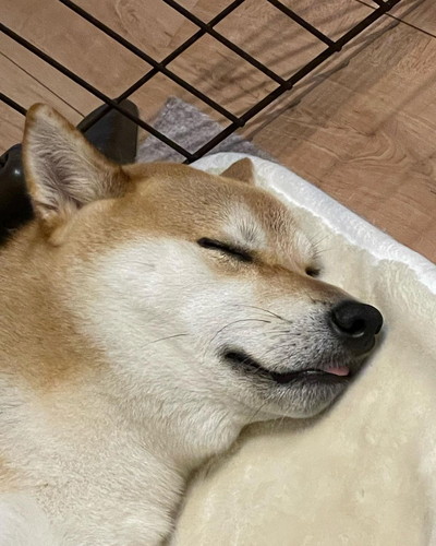 舌出すムクくん