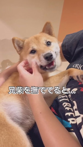 「健気に順番を待つ妹柴」