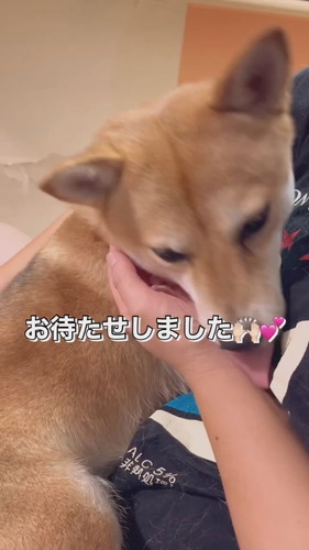 「健気に順番を待つ妹柴」