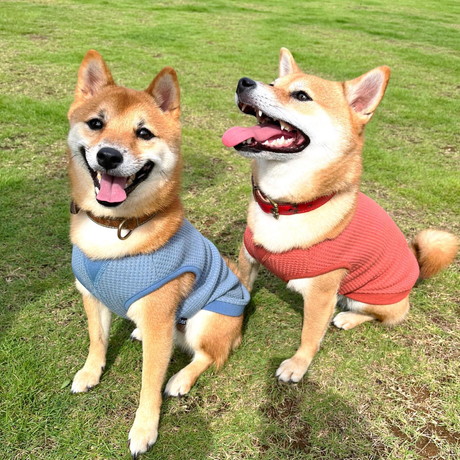 てぃーだくんとしゅりちゃん