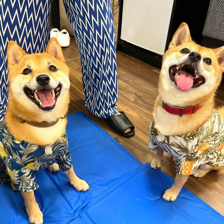 てぃーだくんとしゅりちゃん