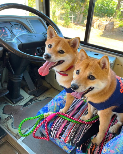 てぃーだくんとしゅりちゃん