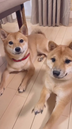 てぃーだくんとしゅりちゃん