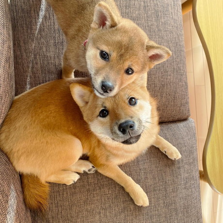 てぃーだくんとしゅりちゃん