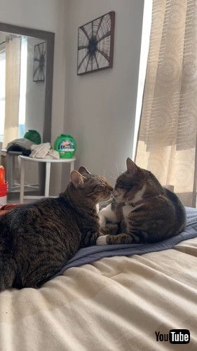 「Lovers To Enemies || ViralHog」