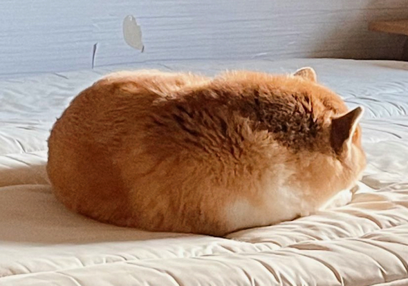 すねる姿がまるで栗まんじゅうの柴犬