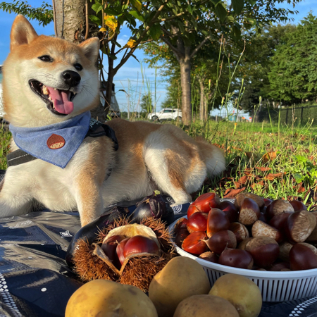 栗拾いを満喫する柴犬