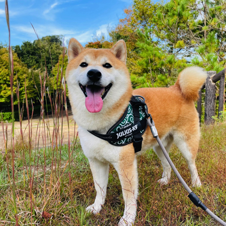 スマイルが得意な柴犬