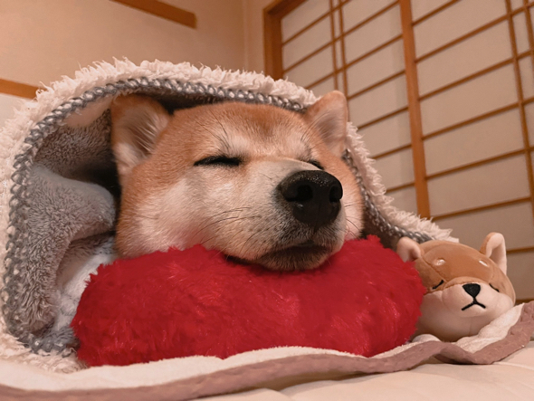 ぬくぬく眠る柴犬