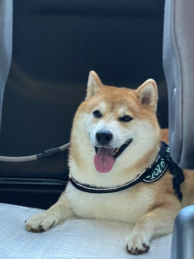 注射を打つ前の柴犬