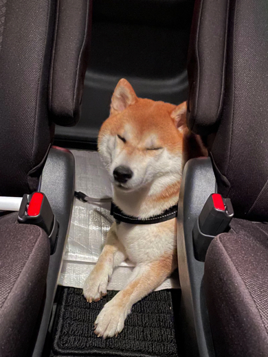 注射を打った後の柴犬