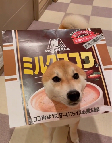ココアになった柴犬