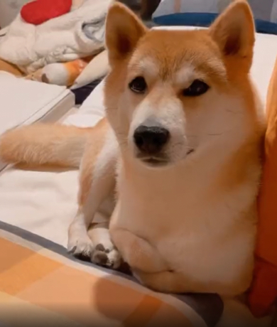 腕組みが独特な柴犬