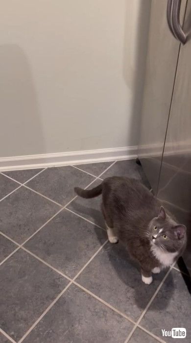 カウンターに飛び乗ろうとする