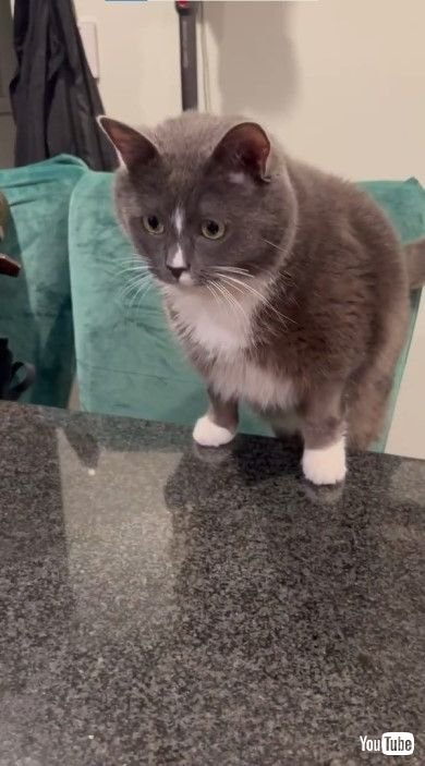 椅子に立ち上がるスチュアートくん