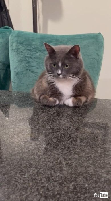 自分の席で飼い主さんを眺める