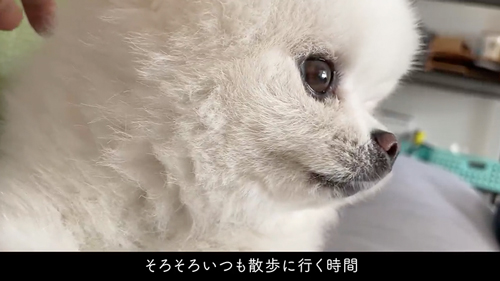 かわいいと言われるまで帰りたくない犬