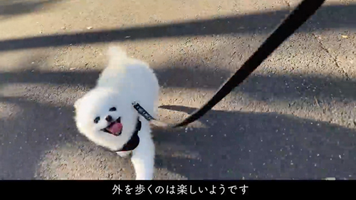 かわいいと言われるまで帰りたくない犬