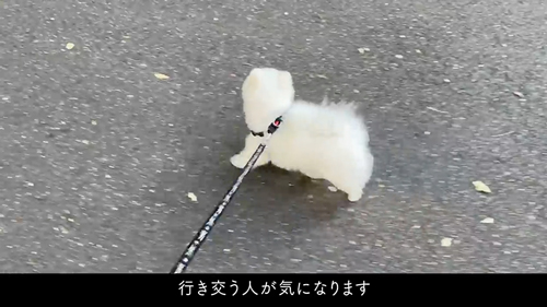 かわいいと言われるまで帰りたくない犬