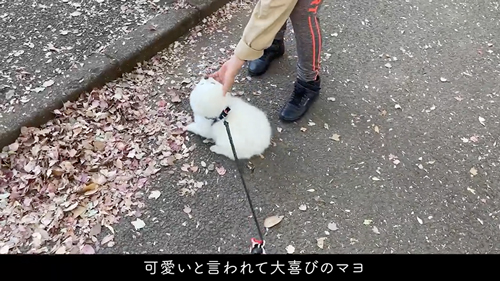 かわいいと言われるまで帰りたくない犬