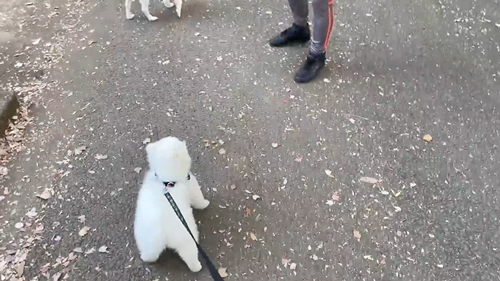 かわいいと言われるまで帰りたくない犬