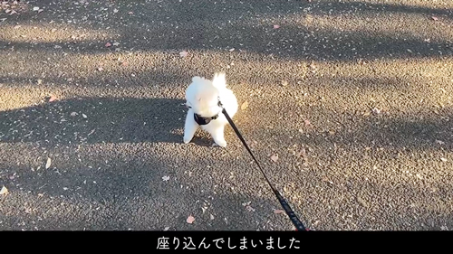 かわいいと言われるまで帰りたくない犬